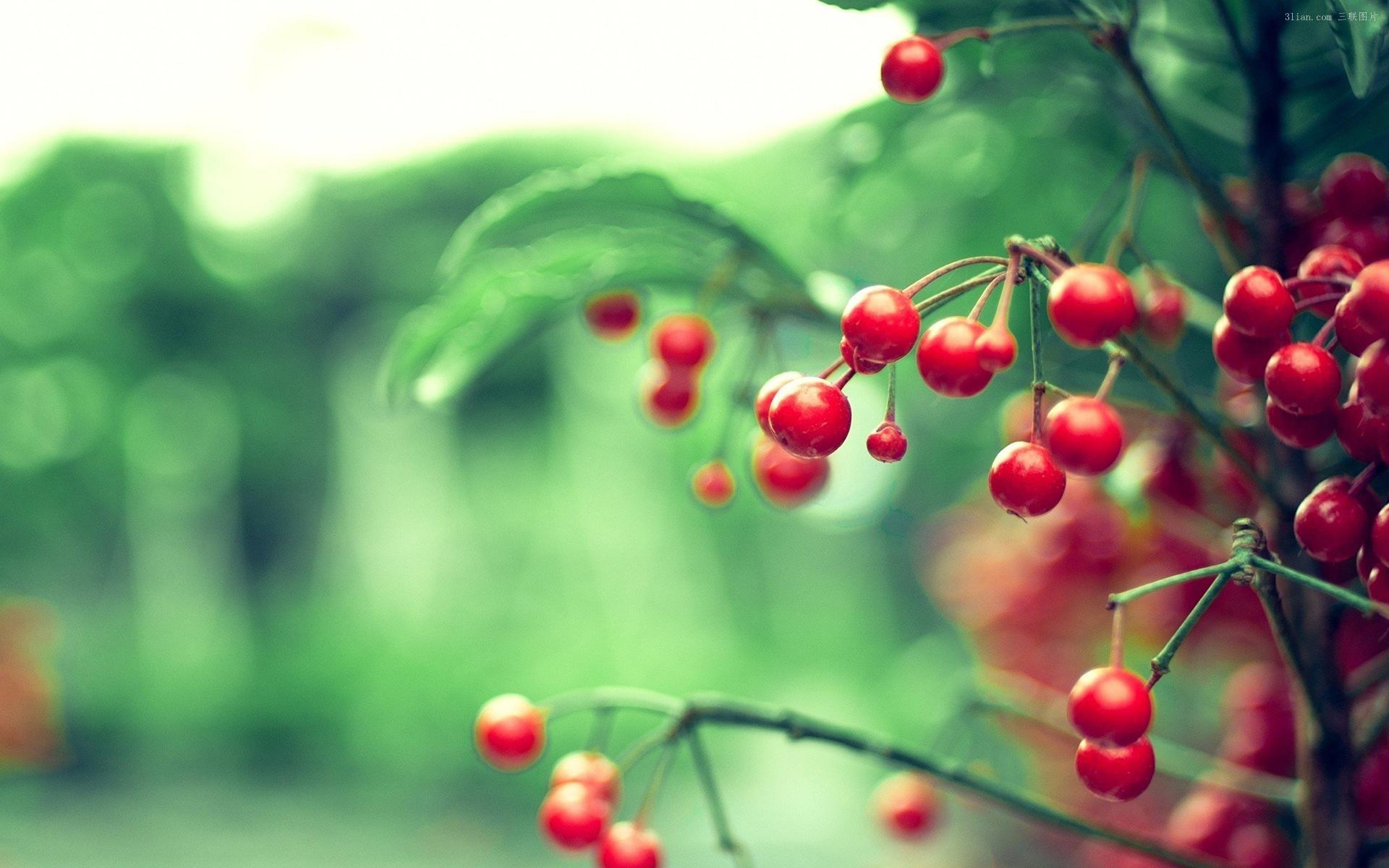 小清新 野果 诱人