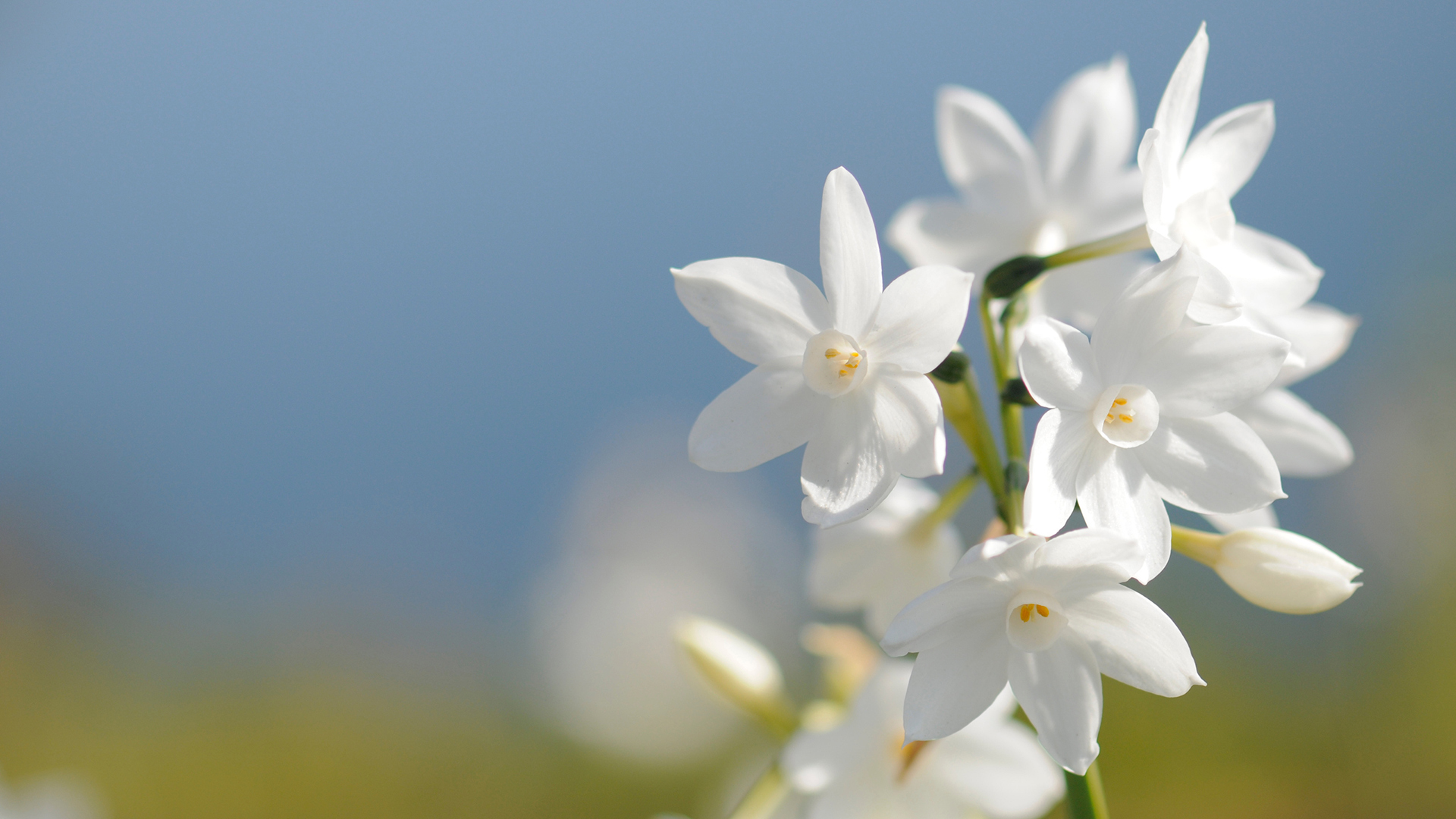 小清新 花卉 水仙花