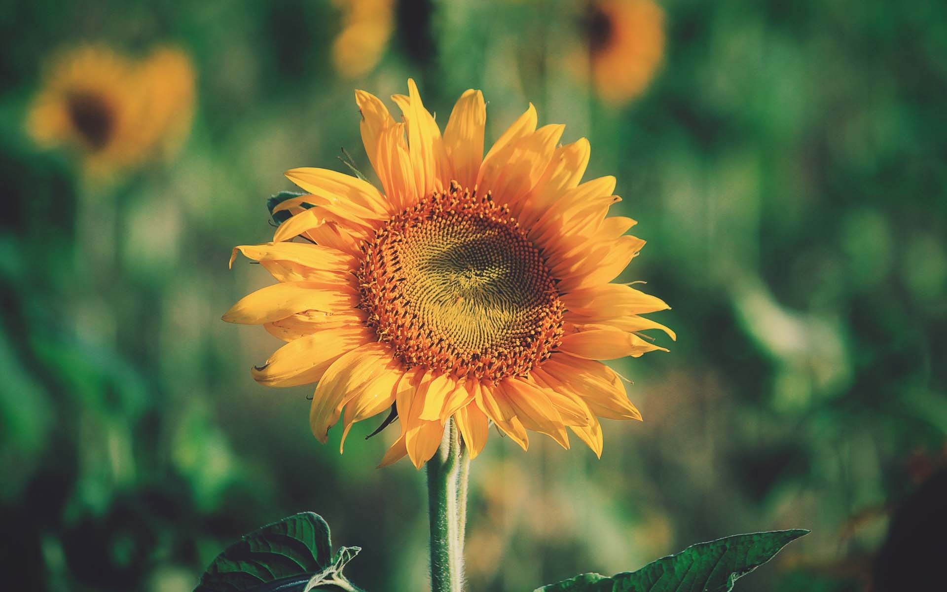 小清新 鸟语花香 向日葵