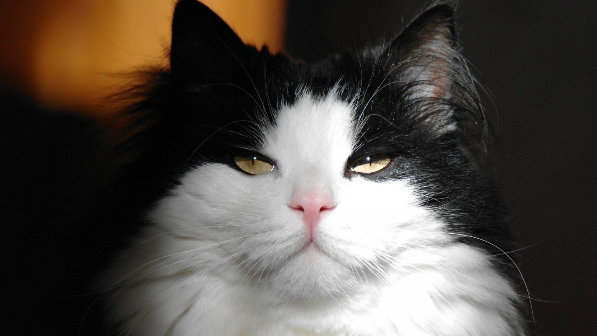 动物 萌宠 猫 喵星人