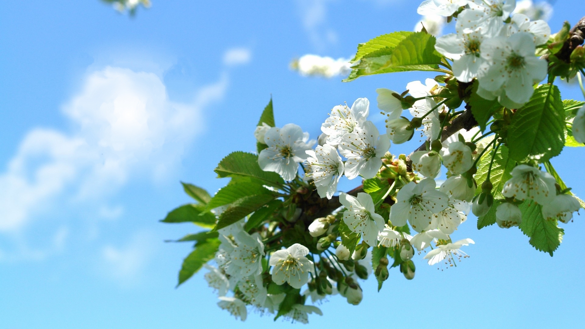 清新淡雅 白色 樱花 蓝天