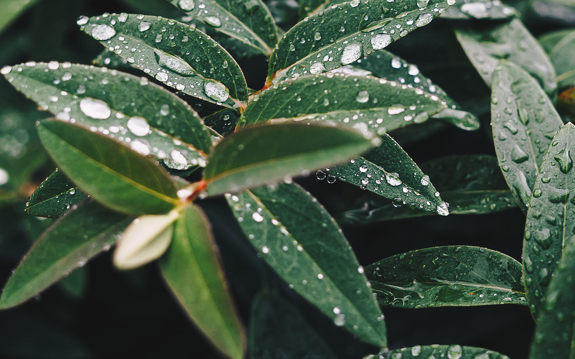 护眼壁纸  绿色 护眼  树叶