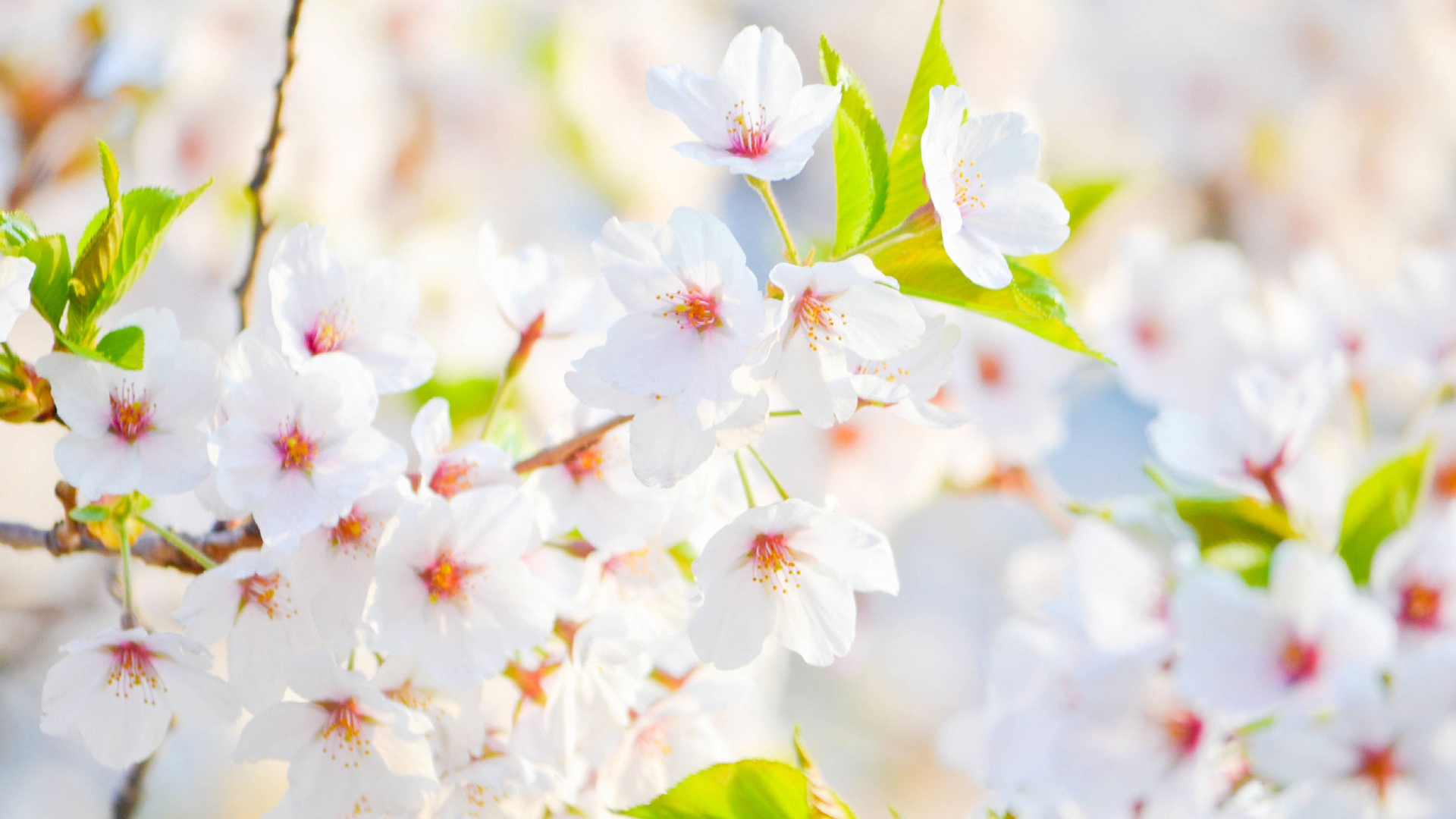 鸟语花香 春天 小碎花