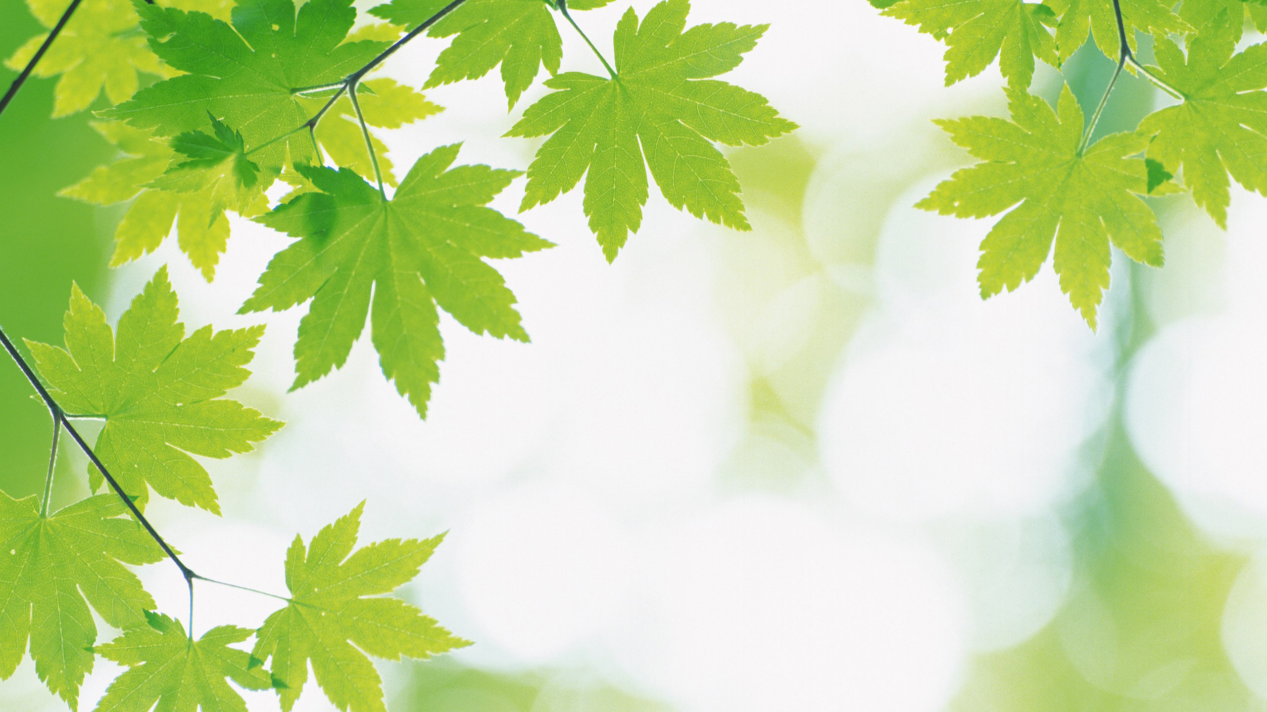 小清新 2K 护眼壁纸 枫叶