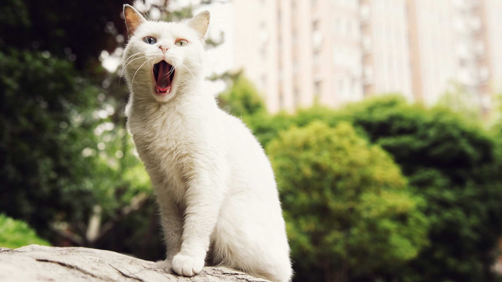 萌宠 动物 喵星人 猫