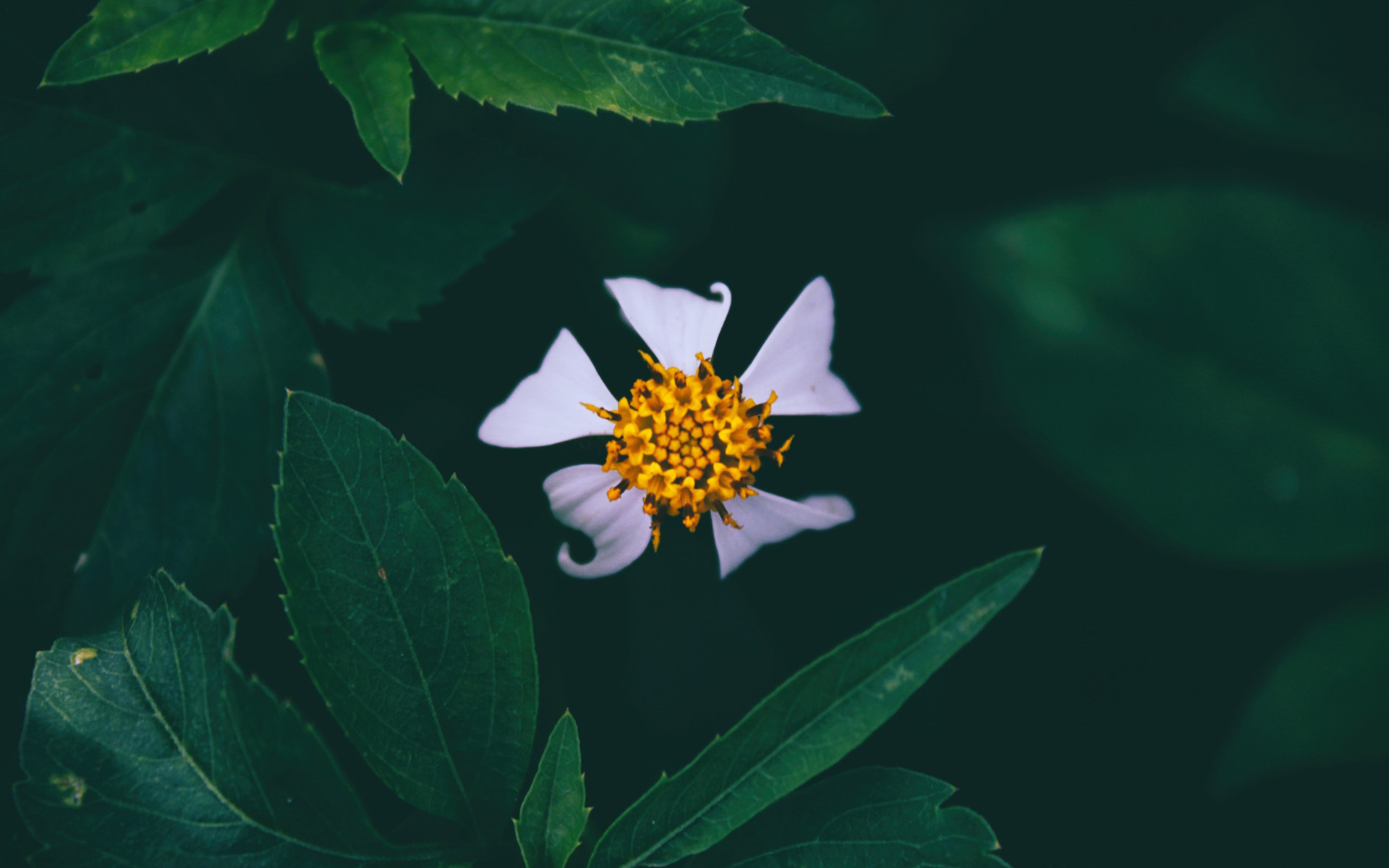 小清新 舒缓压力 花朵