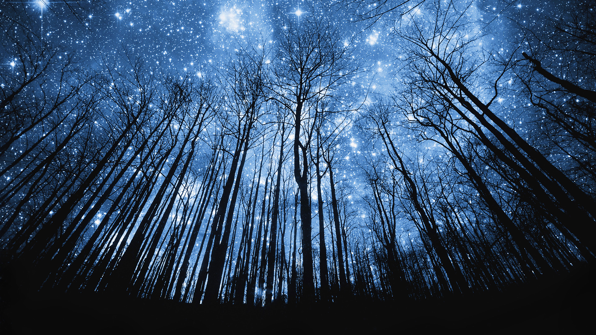蓝色 天空 夜景 树林