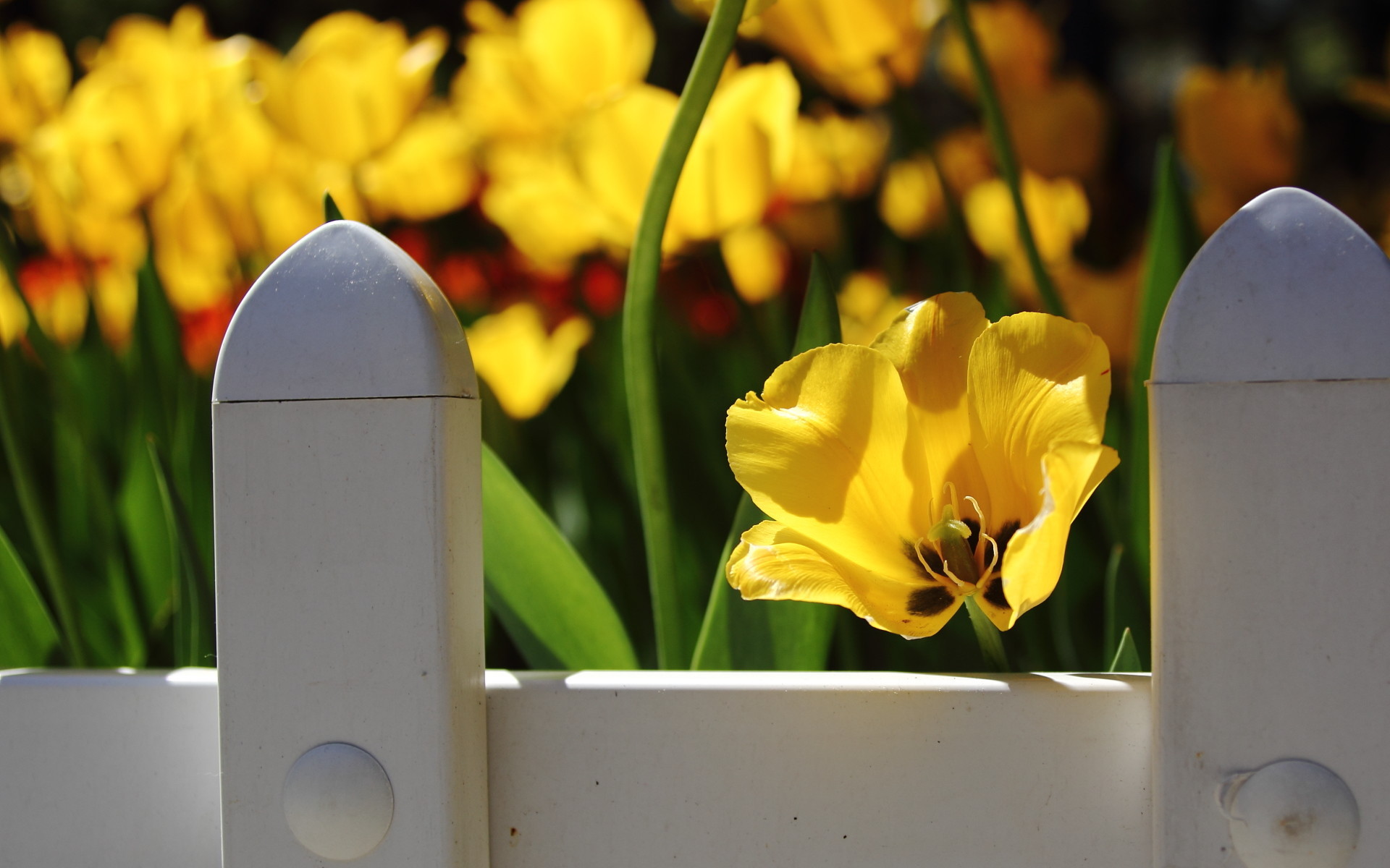 娇艳欲滴 郁金香