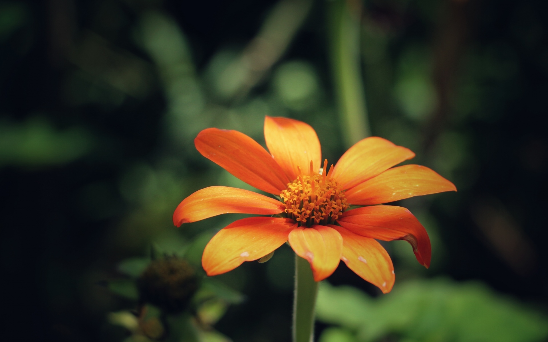 小清新 娇艳欲滴 花朵