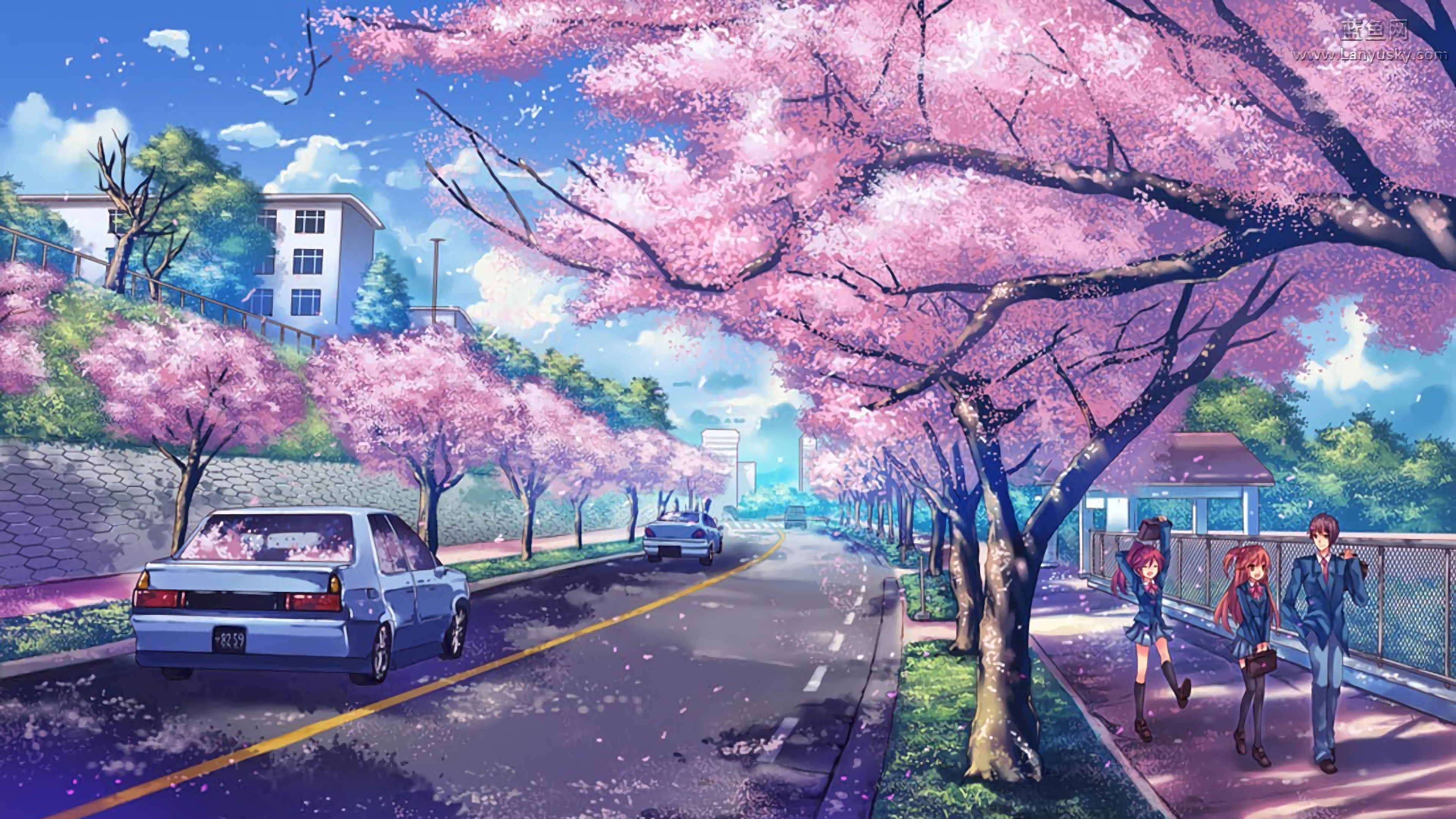 4K 动漫 风景 樱花