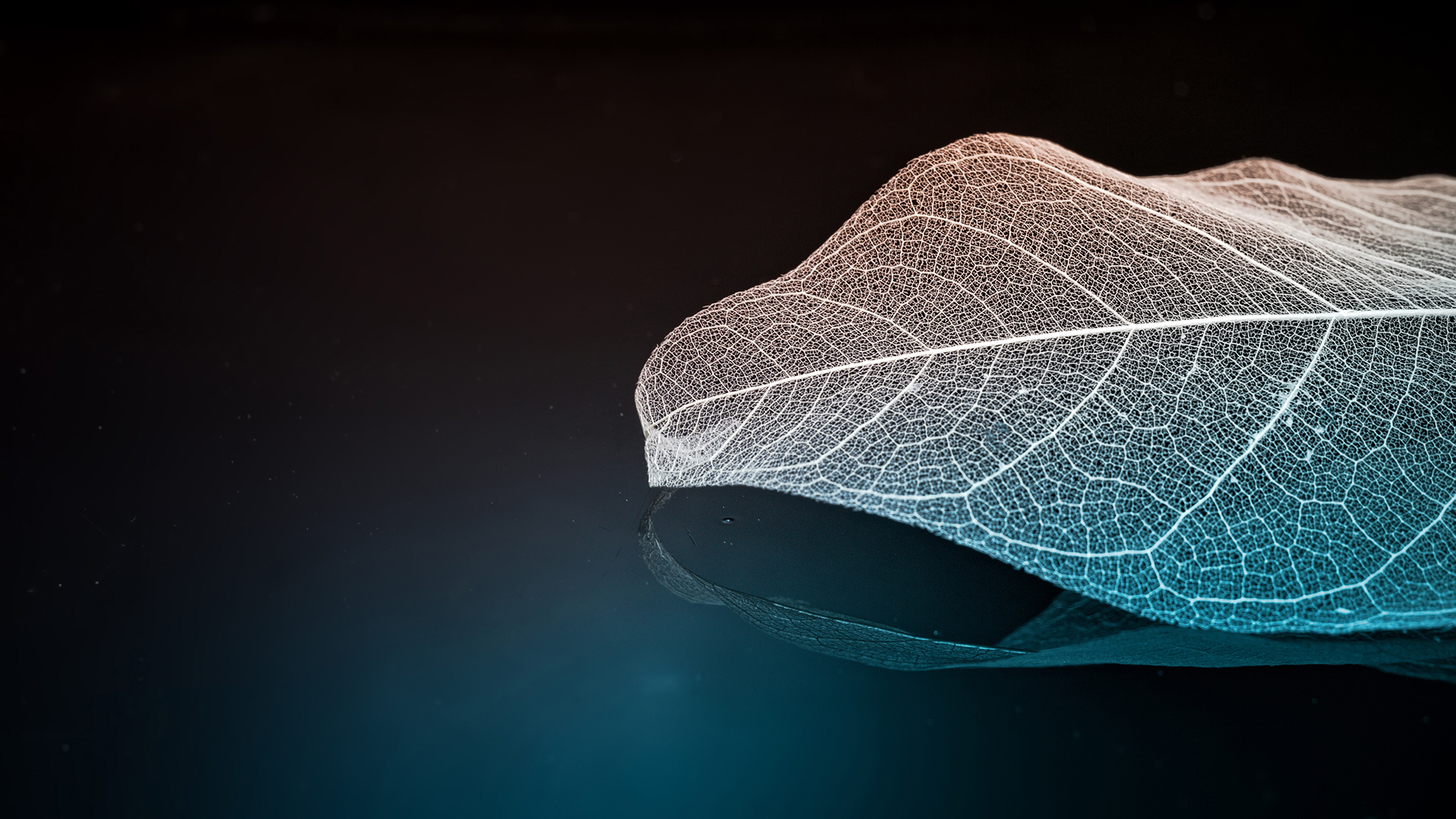 炫酷时尚 简约 树叶