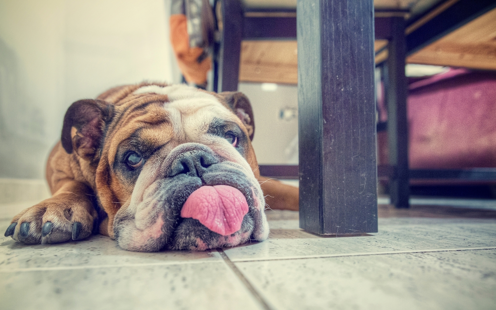 汪星人 狗 斗牛犬