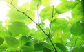 小清新 护眼壁纸 绿叶 2月18日 儿童桌面专用