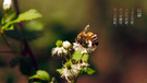 节日 节气 惊蛰 蜜蜂 儿童桌面专用