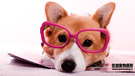 萌宠 汪星人 狗 卖萌 古灵精怪 可爱 觉创摄影 觉创宠物摄影 宠物 儿童桌面专用
