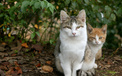 街角 小猫咪 摄影 高清 猫 动物  2012Y十月31D 儿童桌面专用