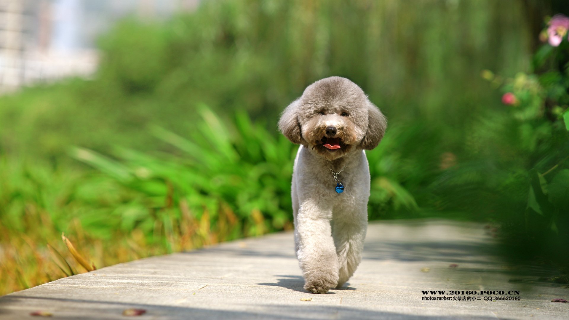 萌宠 动物 可爱 狗 萌 汪星人 泰迪 儿童桌面专用