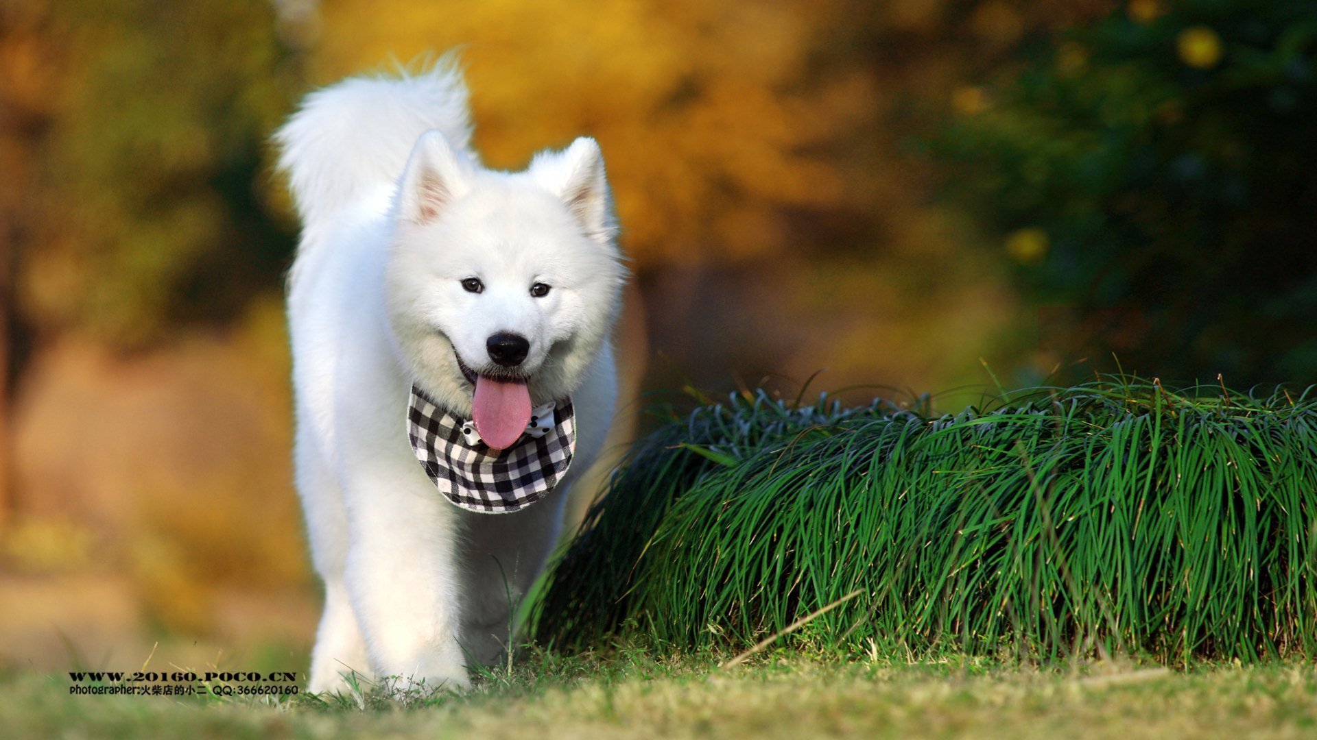 萌宠 动物 可爱 猫 萌 汪星人 萨摩 儿童桌面专用