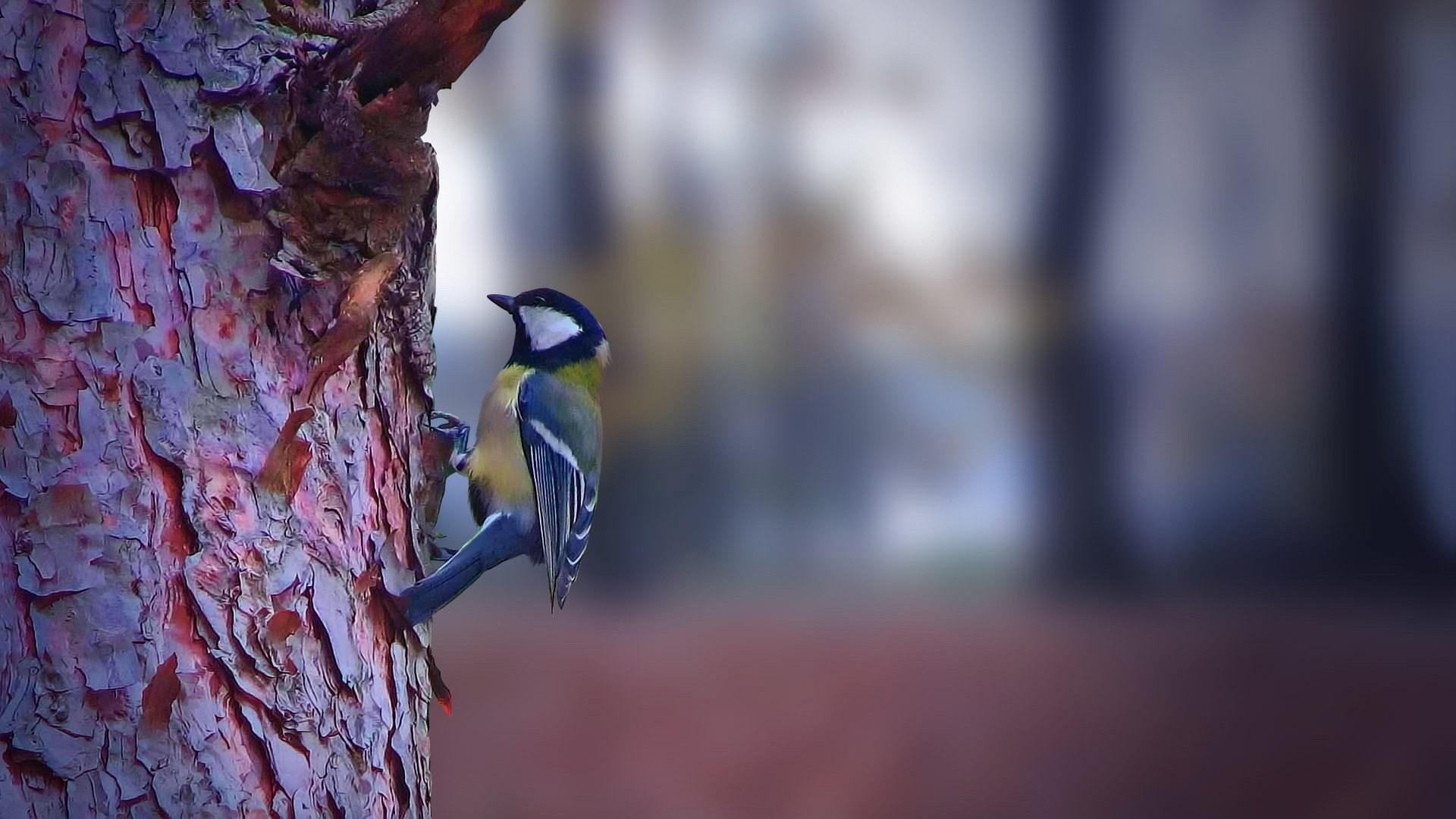 宠物 动物 萌宠 可爱 儿童桌面专用