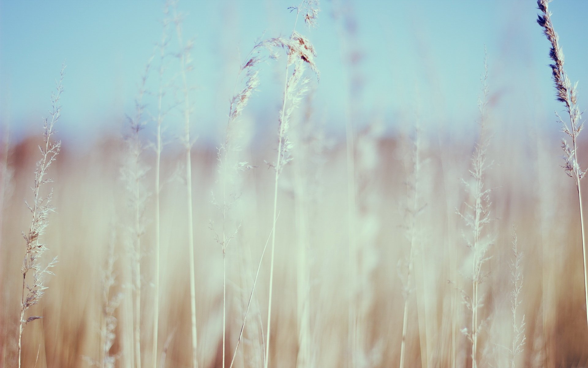 小清新 意境 摄影 非主流 儿童桌面专用