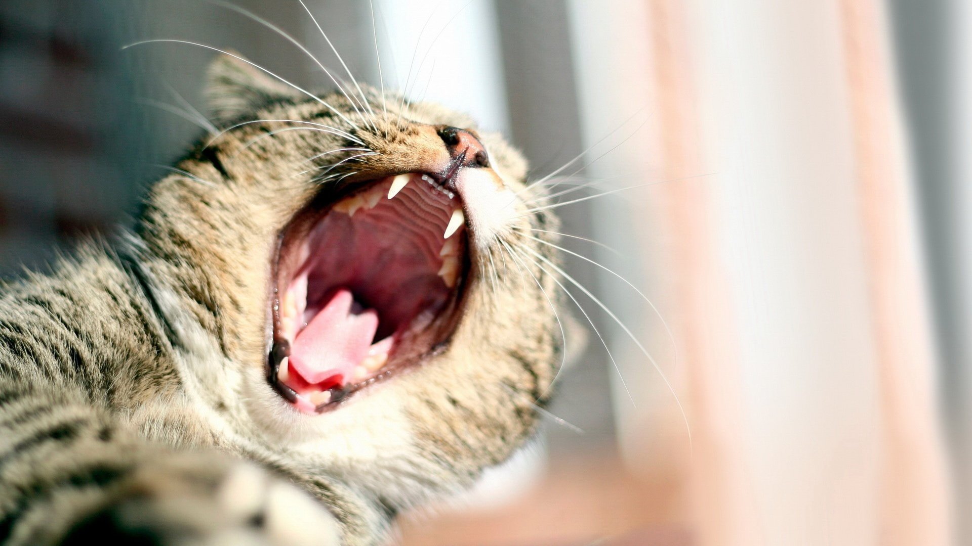 萌宠 动物 可爱 喵星人 儿童桌面专用