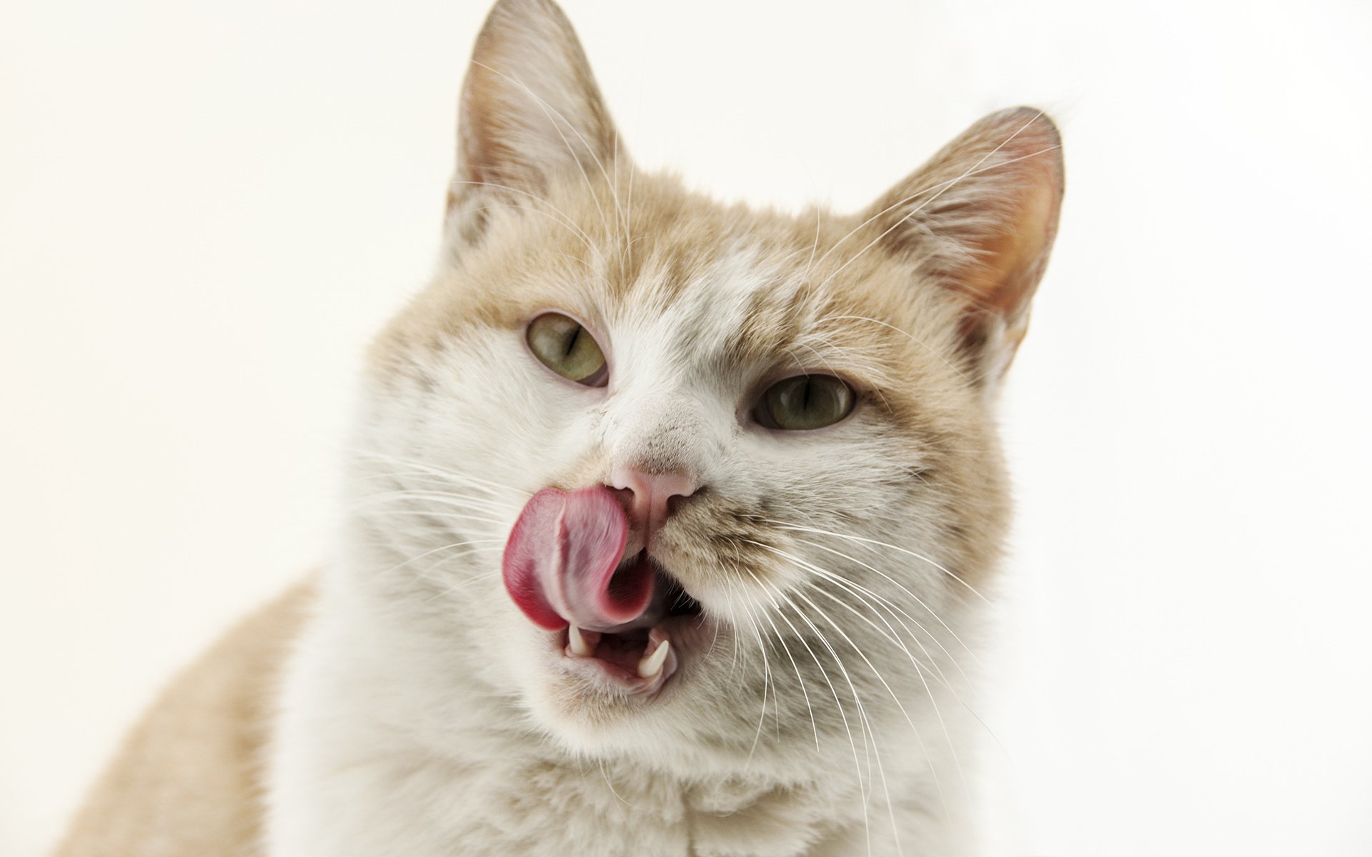 萌宠 动物 喵星人 猫 猫咪专辑 @一双铁筷 儿童桌面专用