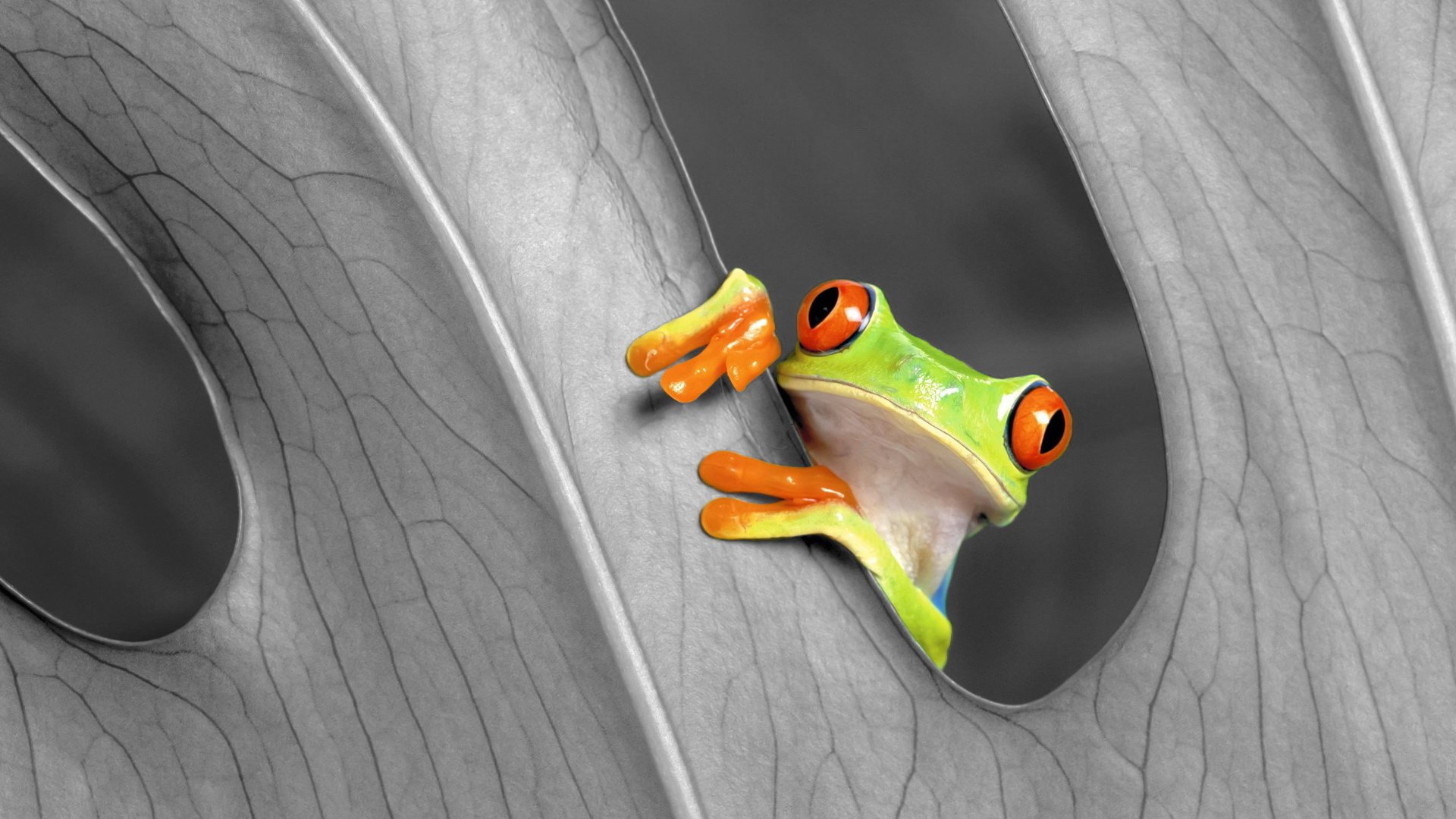 动物 宠物 萌宠  儿童桌面专用