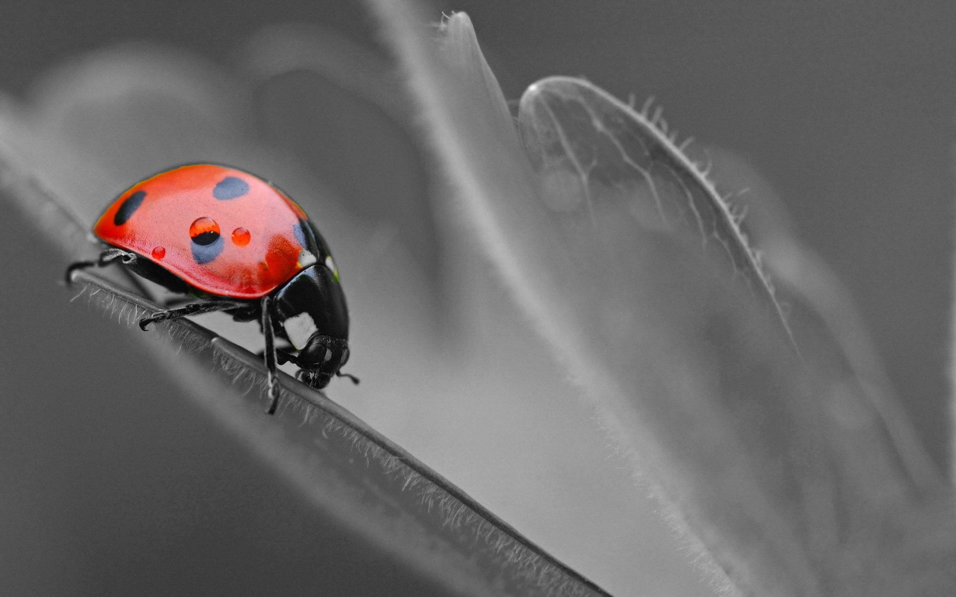 动物 宠物 萌宠  儿童桌面专用