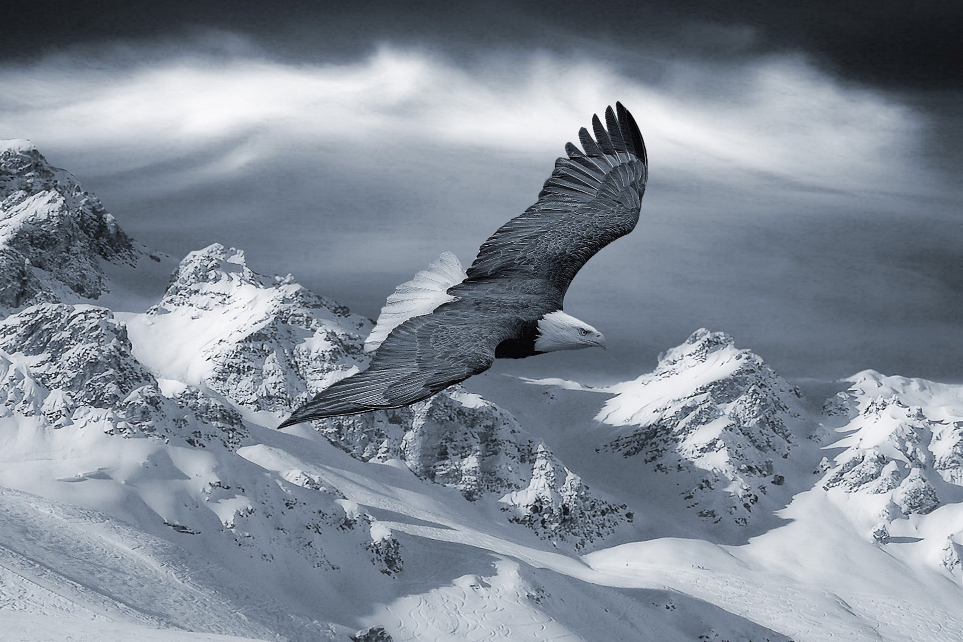 萌宠 宠物 动物 儿童桌面专用