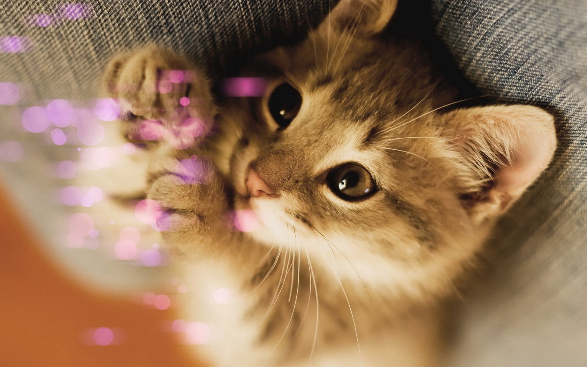 萌宠 宠物 动物 儿童桌面专用