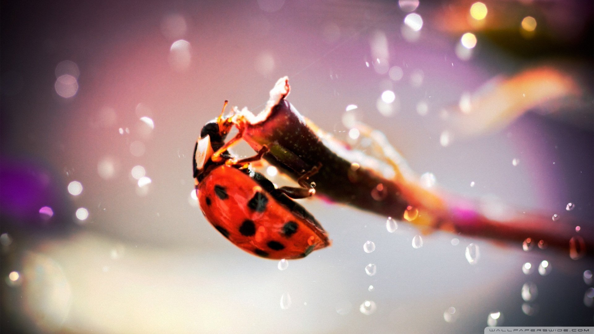 萌宠 动物  儿童桌面专用