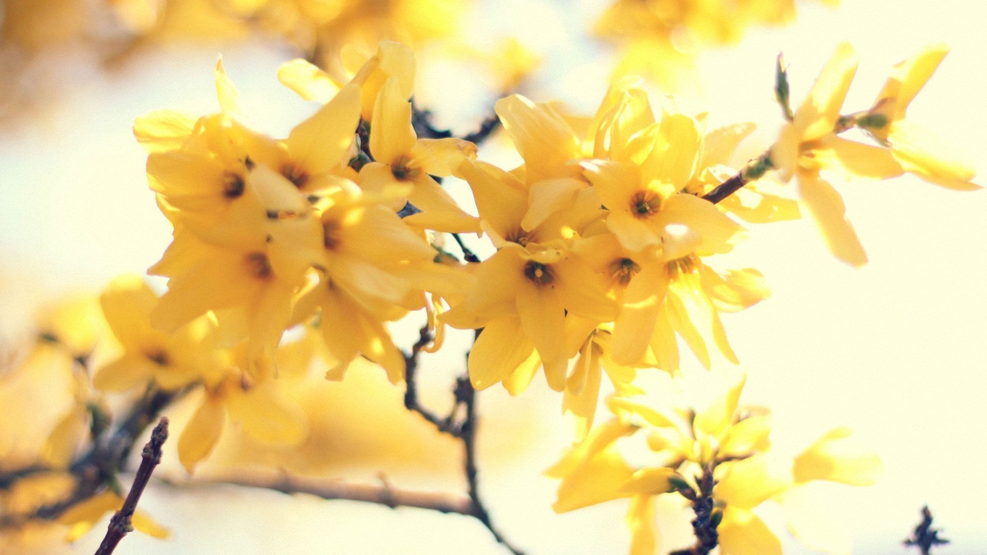 小清新 唯美 温暖 安静 阳光 温馨 儿童桌面专用