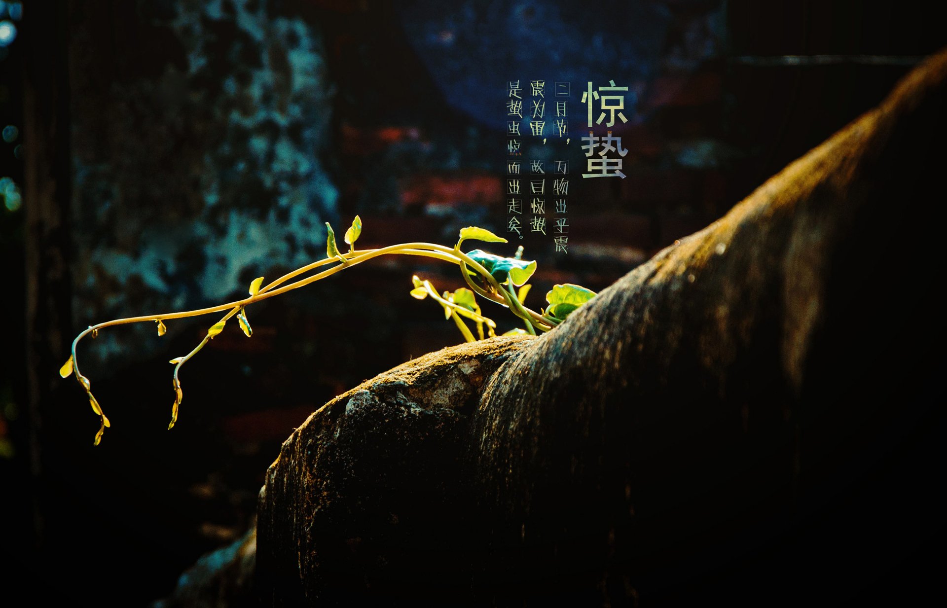 24节气 节气 惊蛰 二十四节气