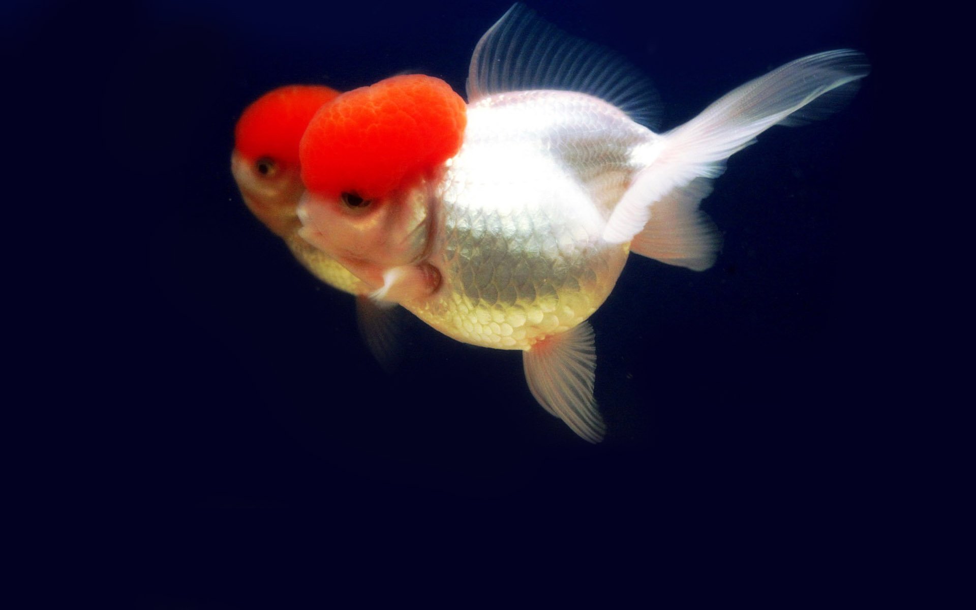 动物 金鱼 7秒的记忆 可爱 唯美 意境  游 安静 水下