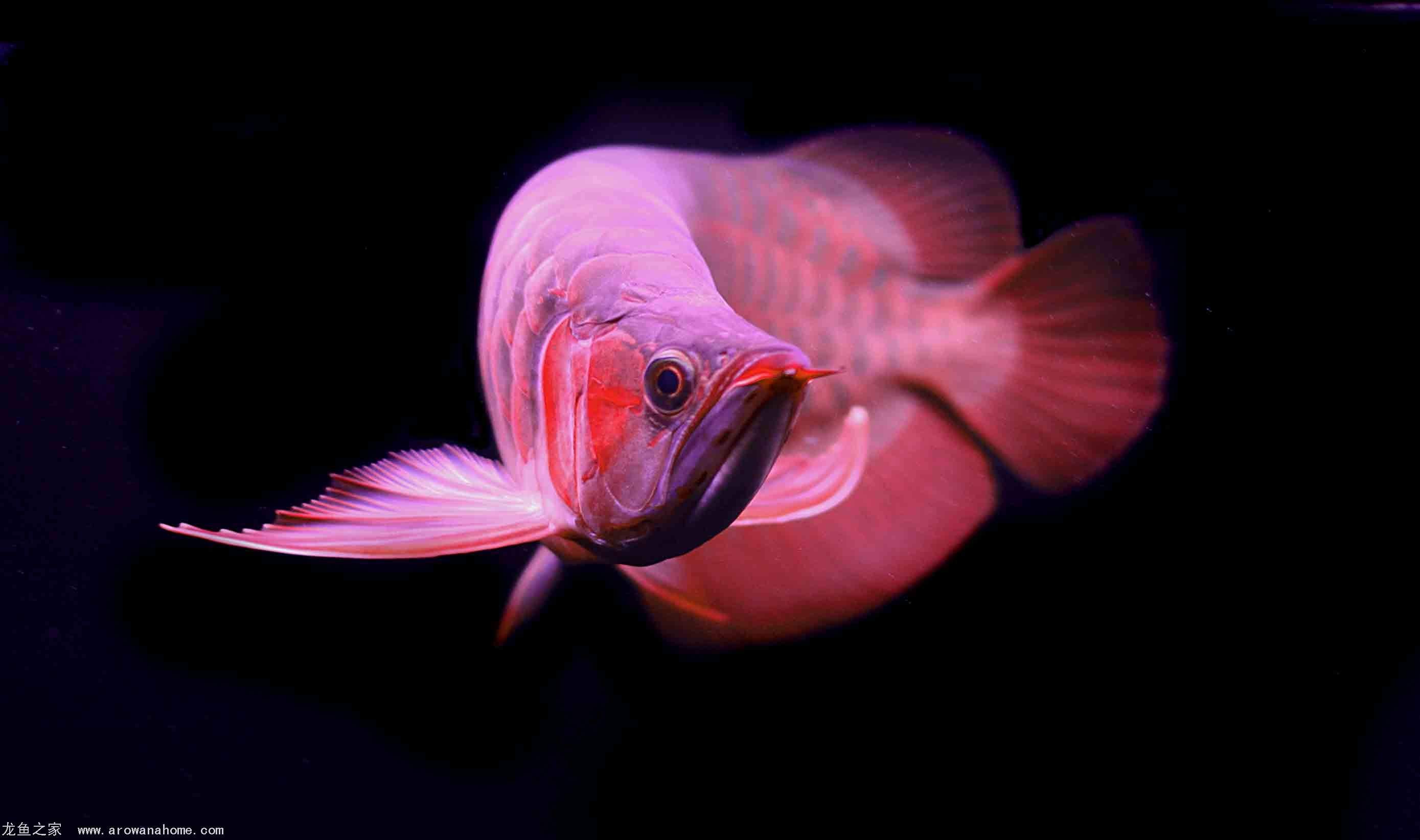 动物 金鱼 7秒的记忆 可爱 唯美 意境  游 安静 水下