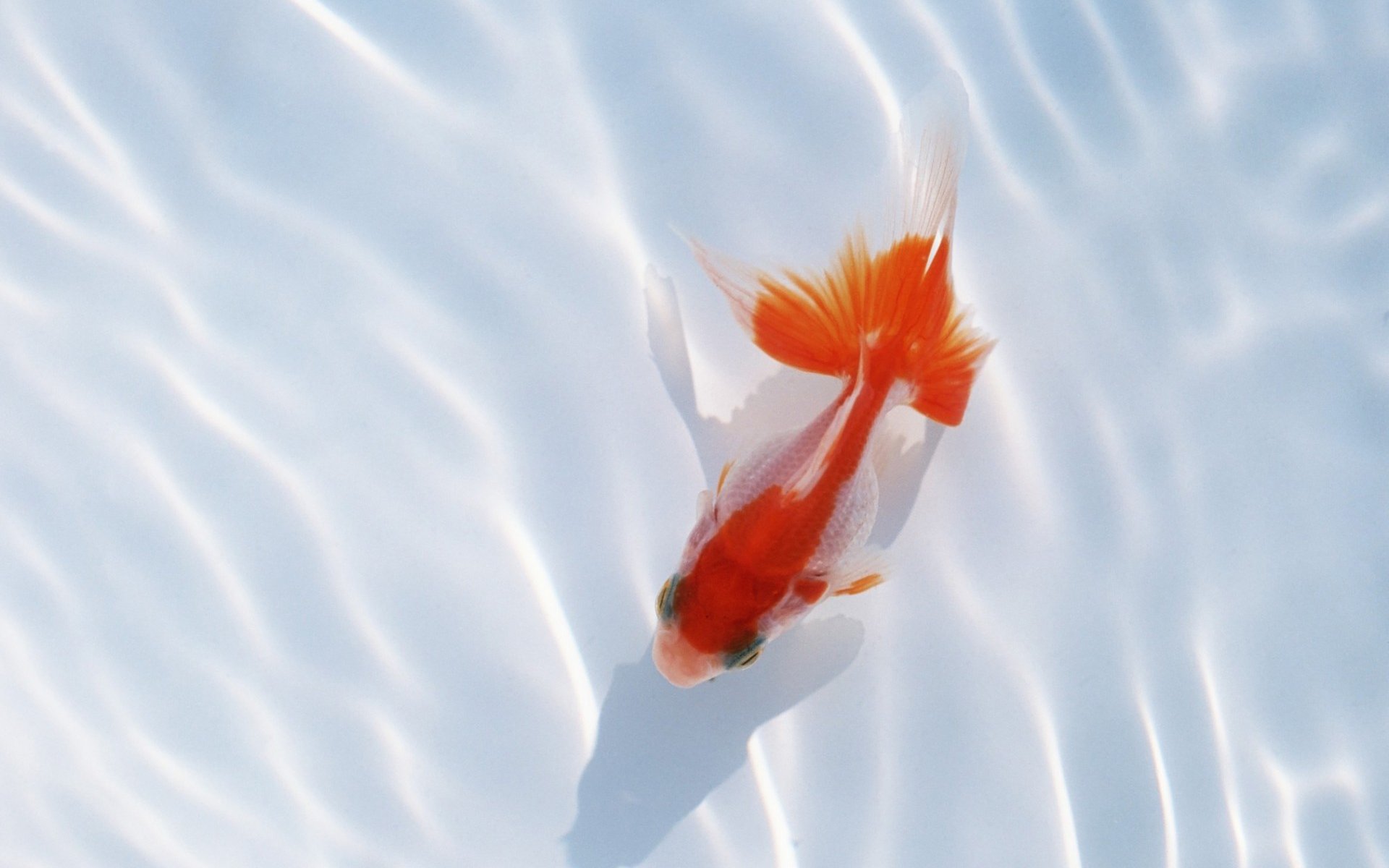 小清新 唯美 温馨 温暖 阳光 治愈系 安静 生活 慢生活 清新淡雅 温馨一刻 动物 鱼 金鱼 意境