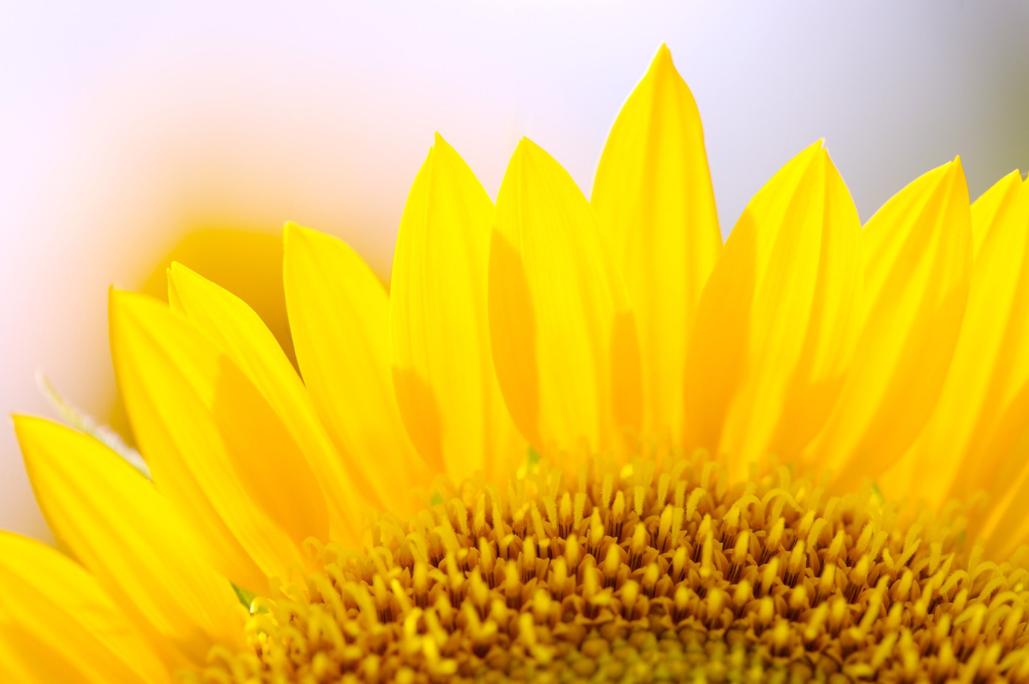 小清新 唯美 温馨 温暖 阳光 绿色养眼 自然  清新淡雅 花 春天  花团锦簇 向日葵