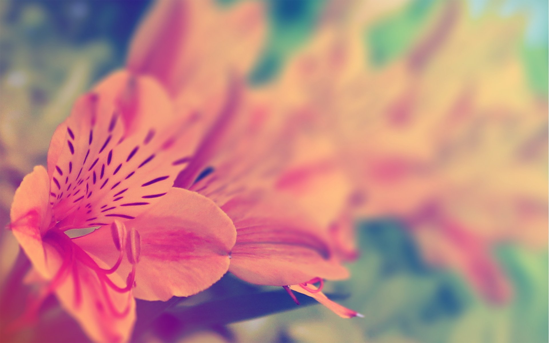 小清新 唯美 温馨 温暖 阳光 绿色养眼 自然  清新淡雅 花 春天  花团锦簇