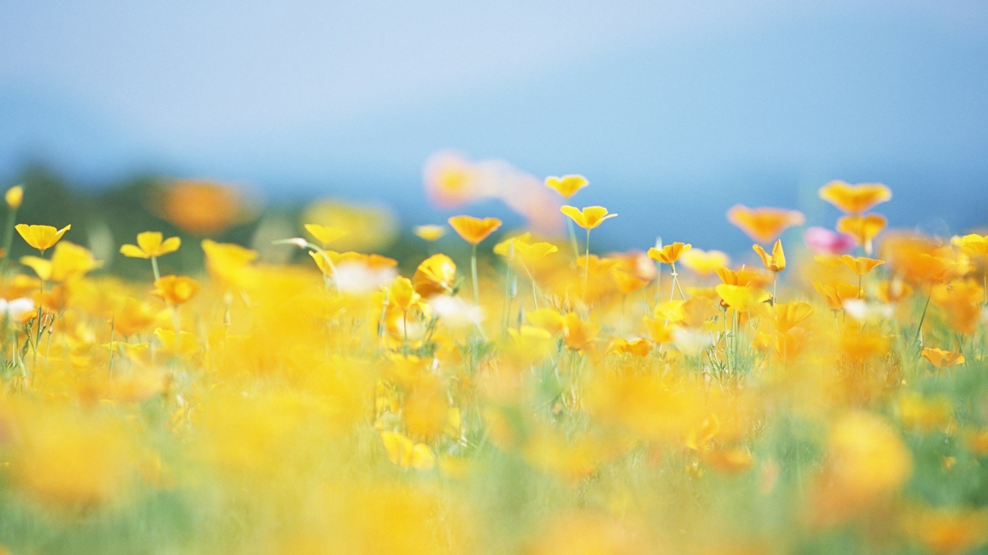 小清新 唯美 温馨 温暖 阳光 绿色养眼 自然  清新淡雅 花 春天  花团锦簇