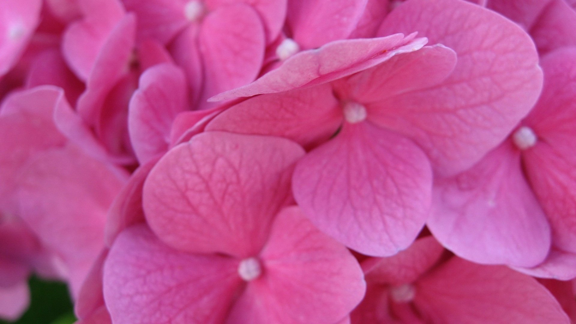 小清新 唯美 温馨 温暖 阳光 绿色养眼 自然  清新淡雅 花 春天  花团锦簇