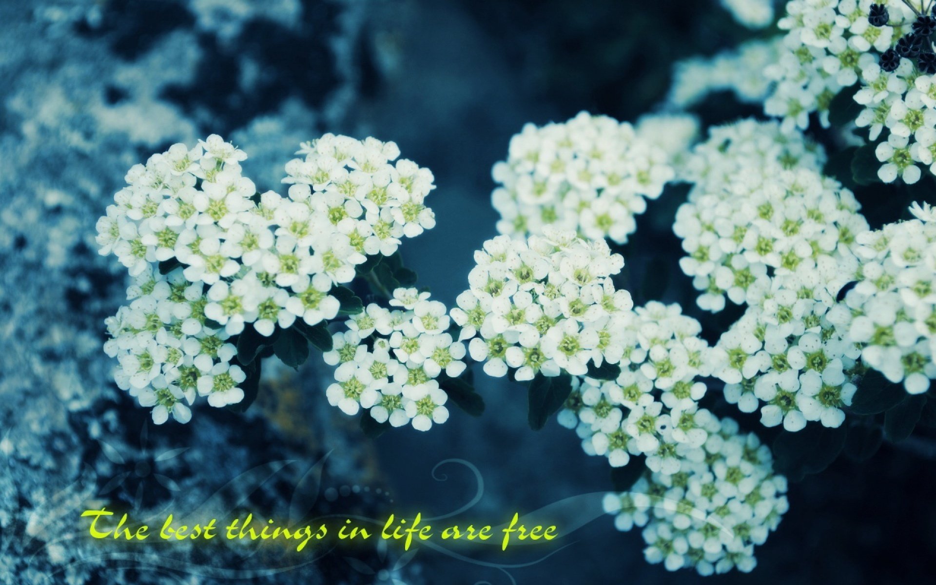 小清新 唯美 温馨 温暖 阳光 绿色养眼 自然  清新淡雅 花 春天  花团锦簇