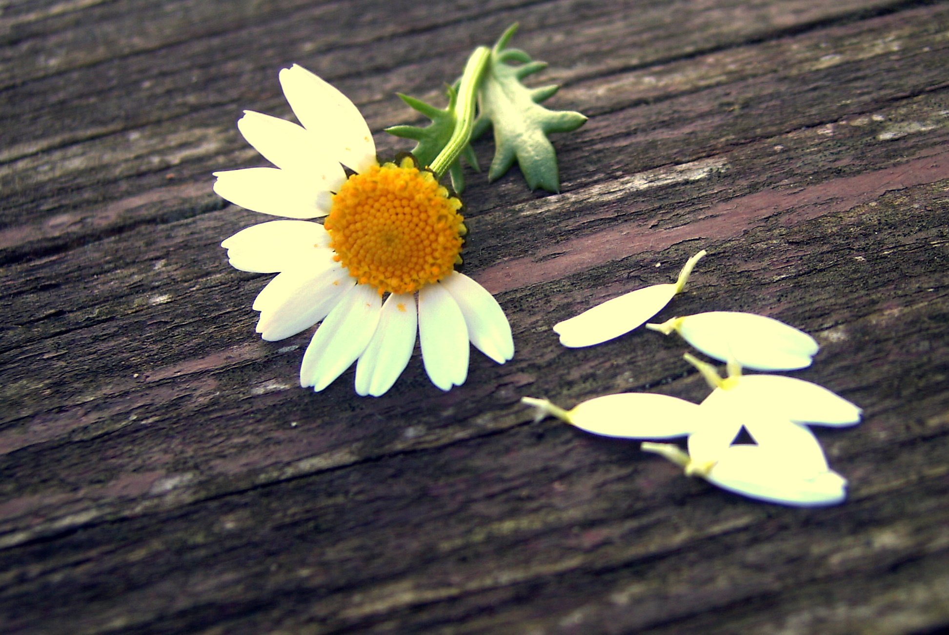 小清新 唯美 温馨 温暖 阳光 绿色养眼 自然  清新淡雅 花 春天  花团锦簇
