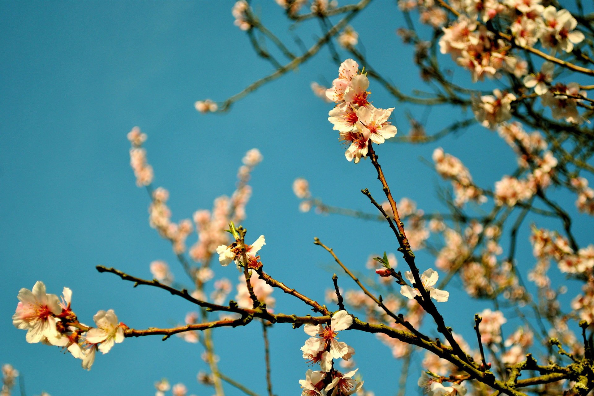 小清新 唯美 温馨 温暖 阳光 绿色养眼 自然  清新淡雅 花 春天  花团锦簇