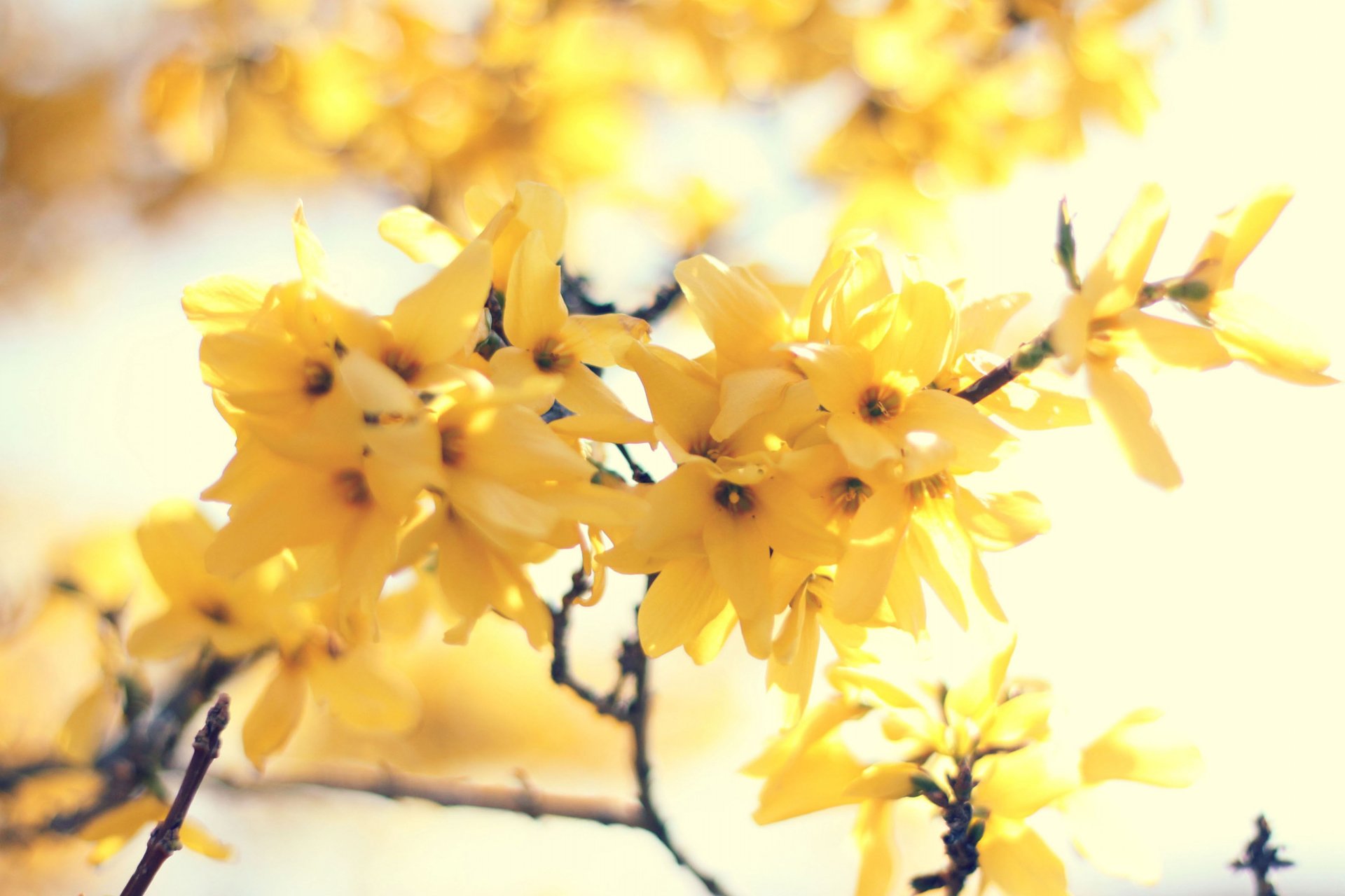 小清新 唯美 温馨 温暖 阳光 绿色养眼 自然  清新淡雅 花 春天  花团锦簇