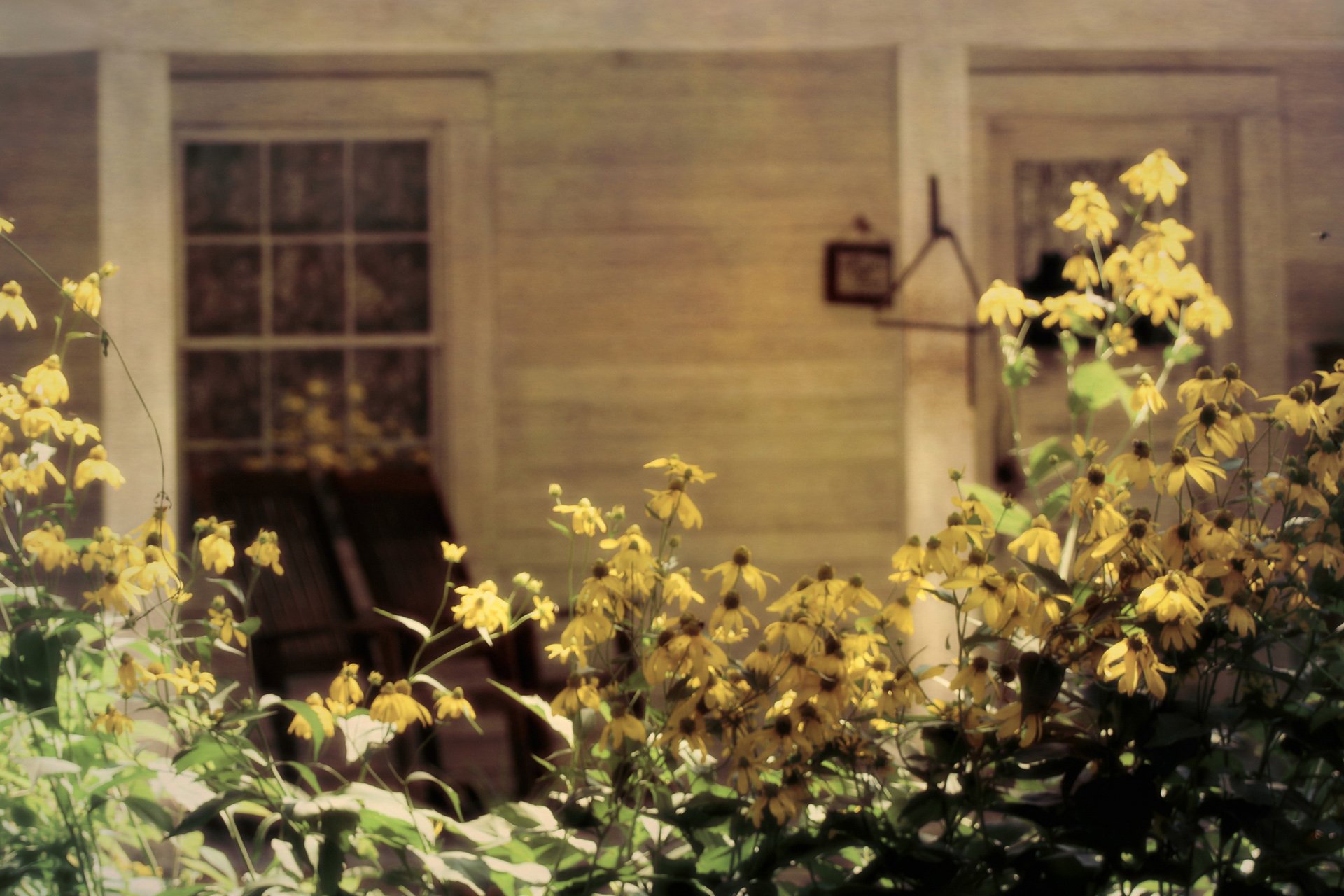 小清新 唯美 温馨 温暖 阳光 绿色养眼 自然  清新淡雅 花 春天  花团锦簇