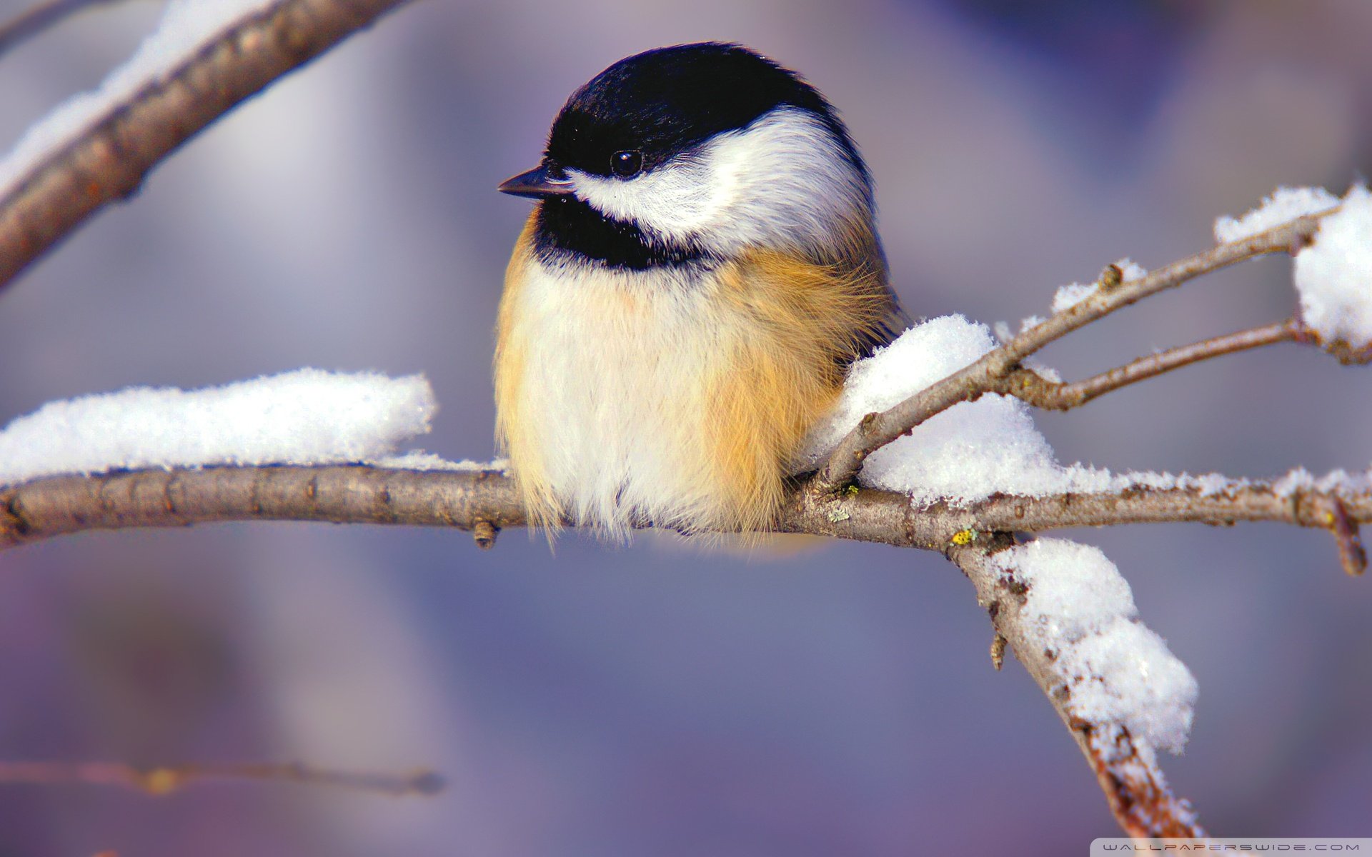 动物 野生动物 飞禽 鸟 飞翔