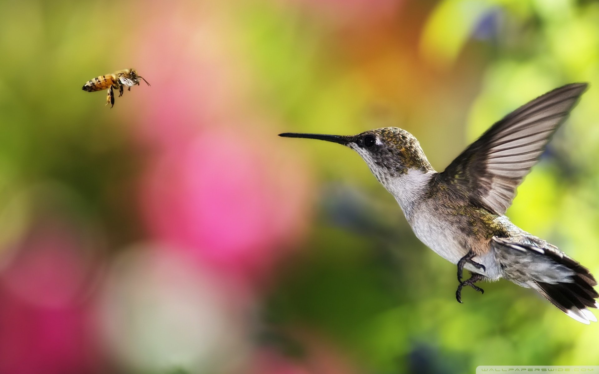 动物 野生动物 飞禽 鸟 飞翔  翠鸟