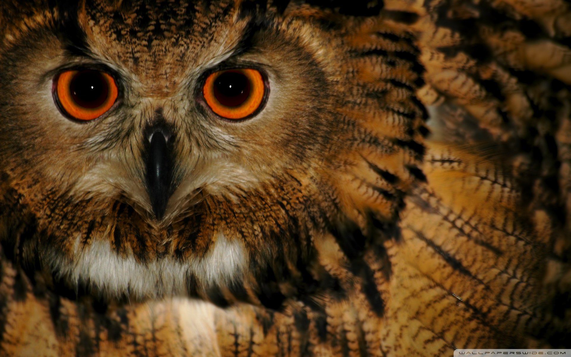 动物 野生动物 海洋天堂 海底世界 鱼