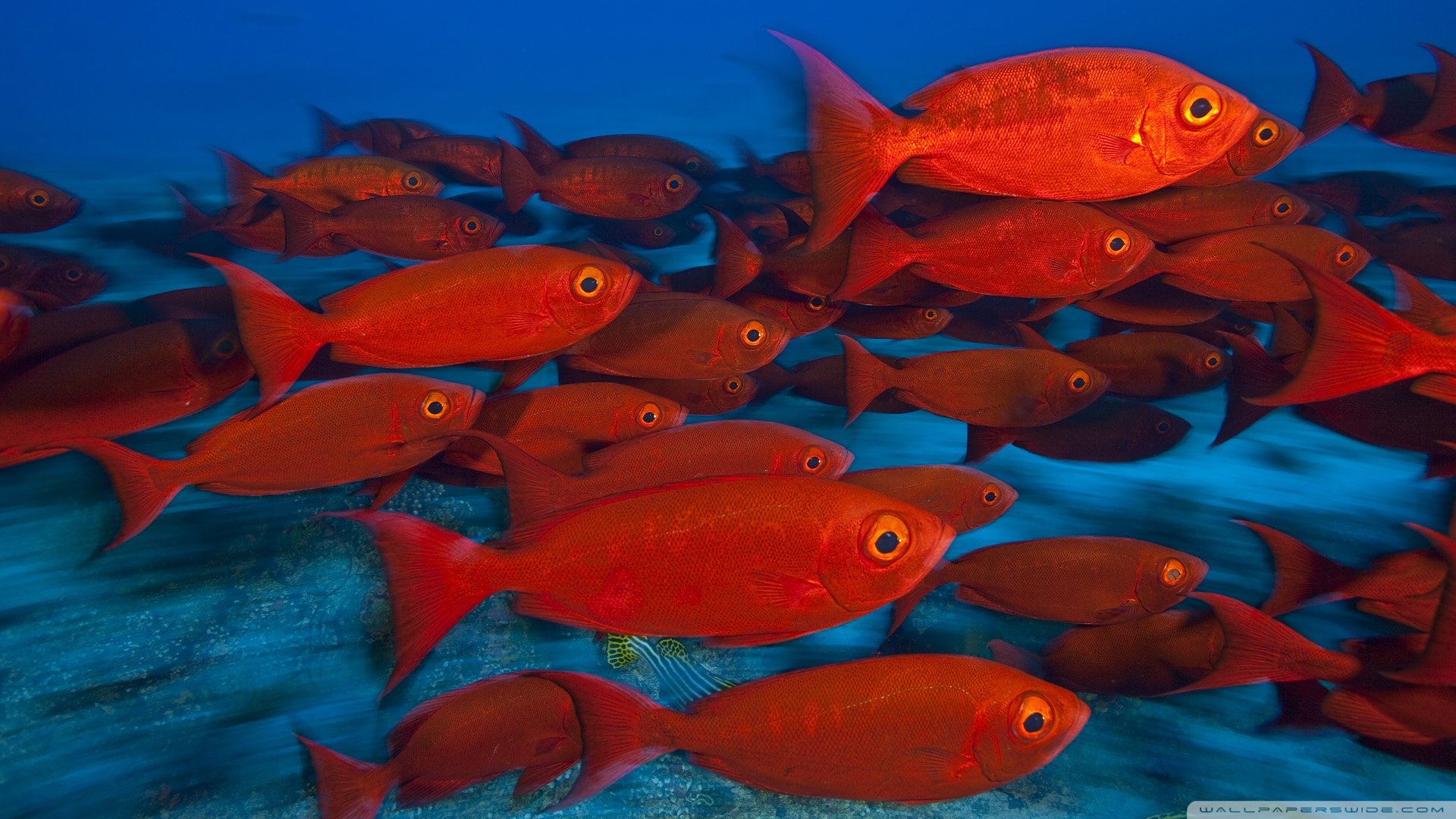 动物 野生动物 海洋天堂 海底世界 鱼