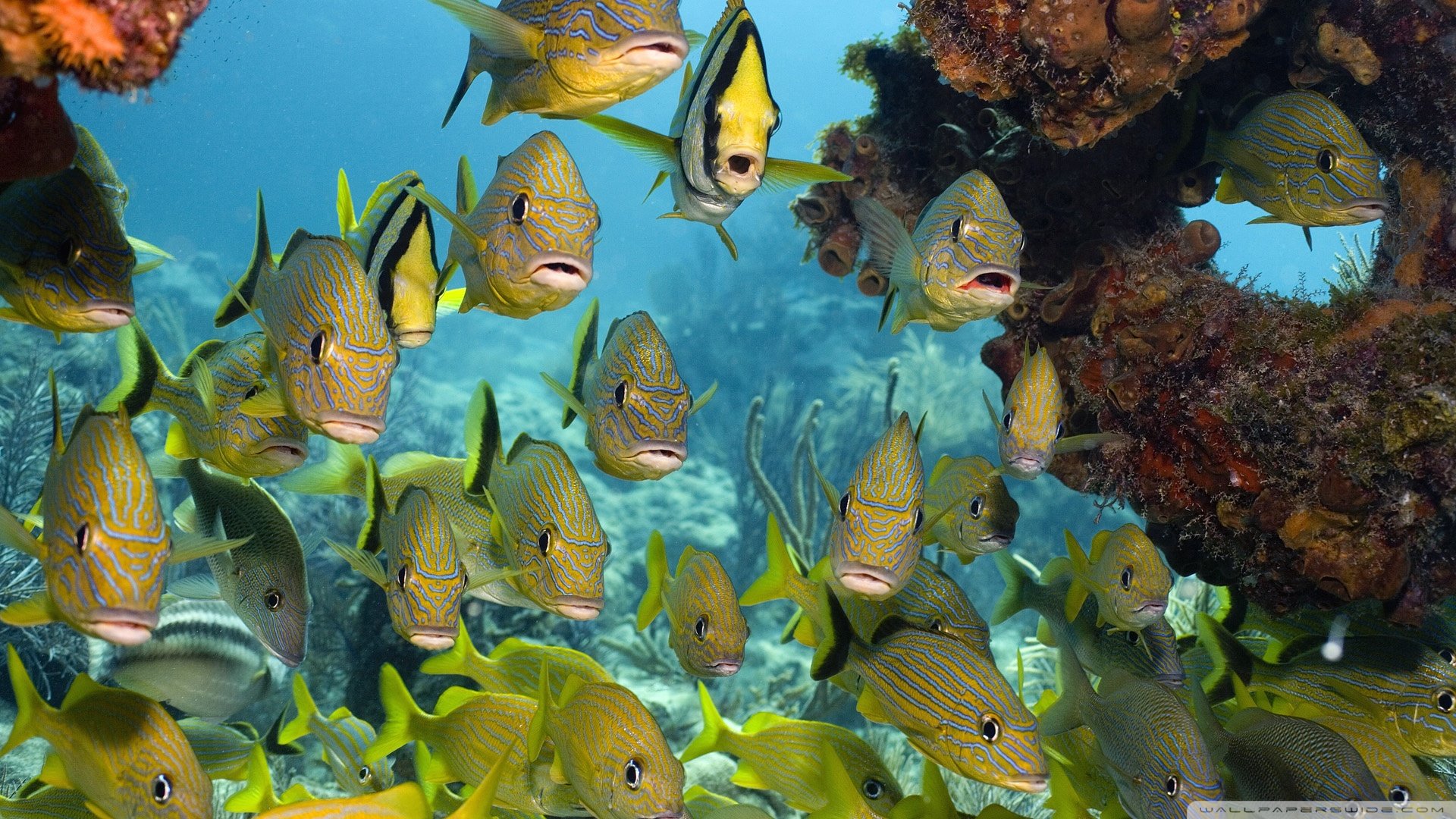 动物 野生动物 海洋天堂 海底世界 鱼